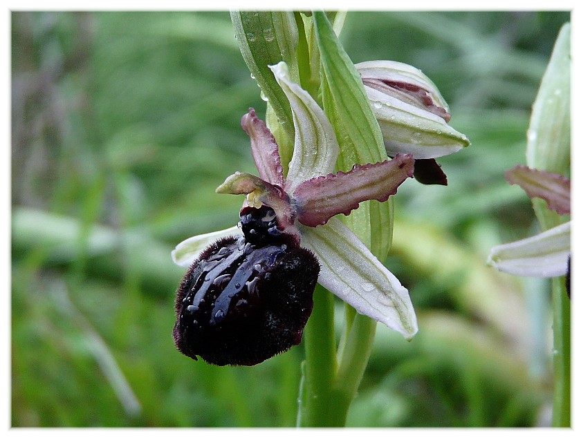 Ophrys fusca s.l. e O. sipontensis